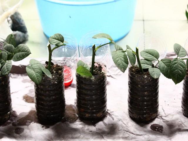 6、7月里，可以“扦插”这4种植物，天气越热，生根越快