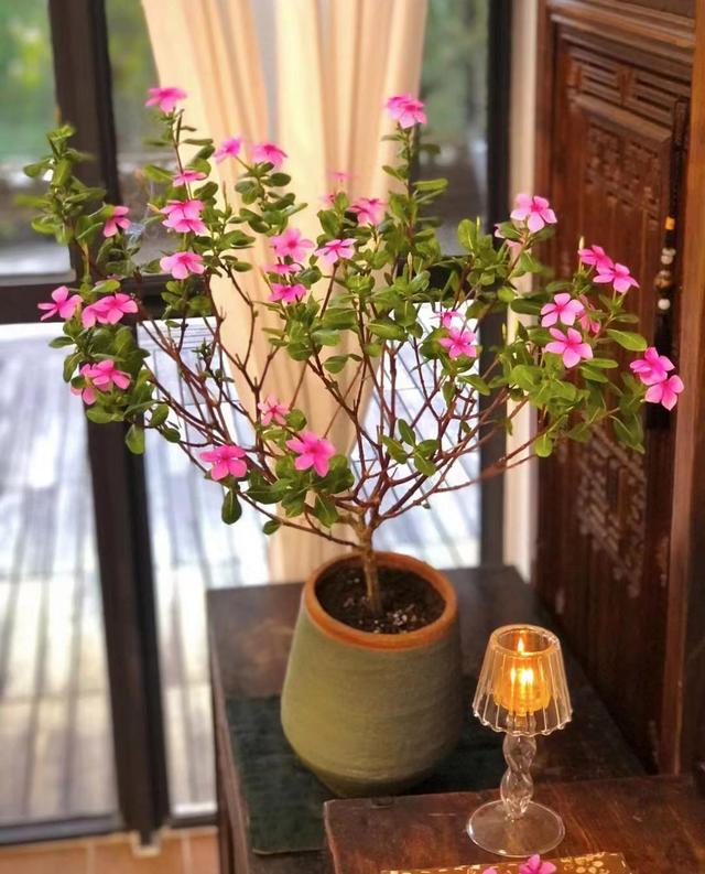 7种漂亮花，越热越“出彩”，6、7月养花首选，适合新手
