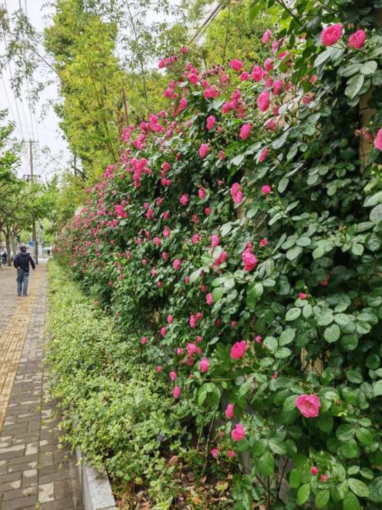 上海公园城市建设中的立体绿化，你知道哪些？