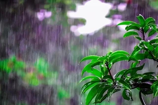 夏天多雨水，这5种花快搬出去，淋淋雨更健康