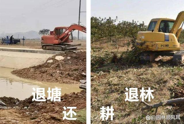 “退林还耕”3年：几家欢喜几家愁！荒山、荒坡成了抢手资源