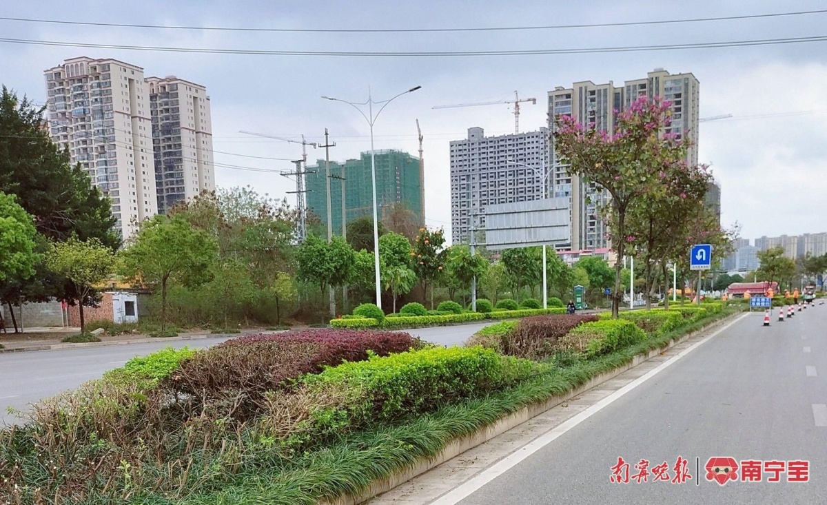 南宁市春季大修剪拉开序幕，“绣花”功夫提升城市道路绿化“颜值”