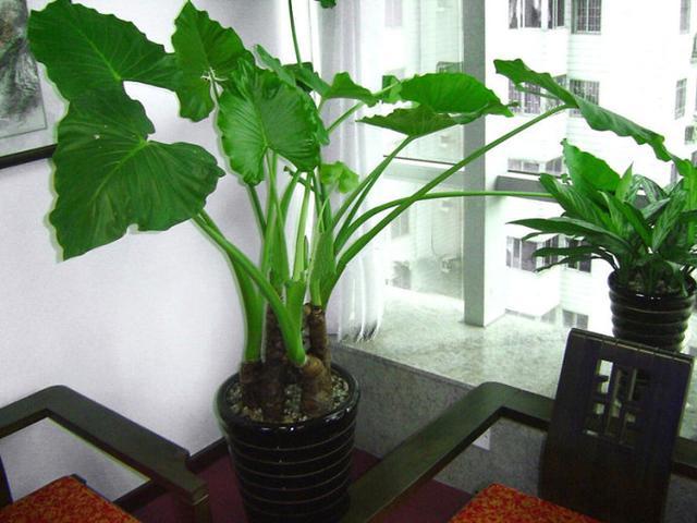 6种带“毒”的花，家里经常养，但越漂亮毒性越大，得小心点