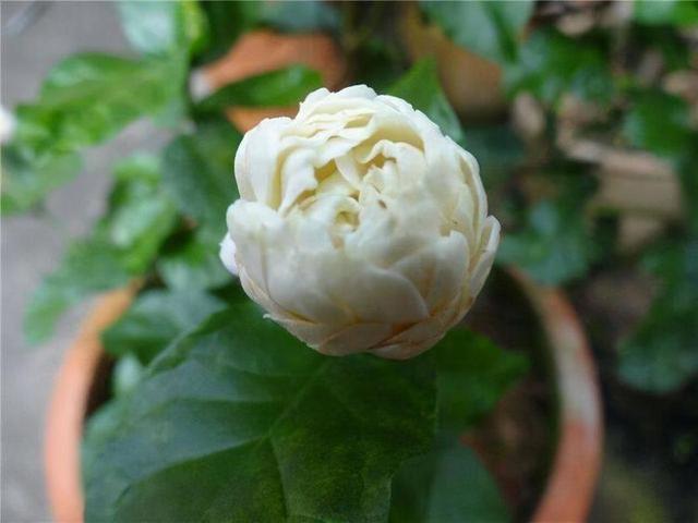 虎头茉莉——优秀的阳台盆栽花，花大芬芳颜值高，皎洁如月光