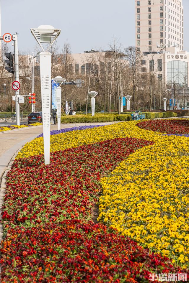 花卉景观扮靓街头