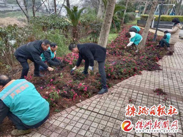 芦淞区园林绿化中心：补栽花卉“换新装” 增绿添苗正当时