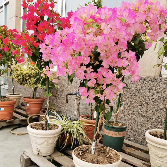 秋季养这5种花，再不舍也要“剪光花苞”，不剪掉明年无花可赏
