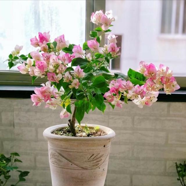 三角梅怎么催花？花后怎么修剪？花量太少要这样处理