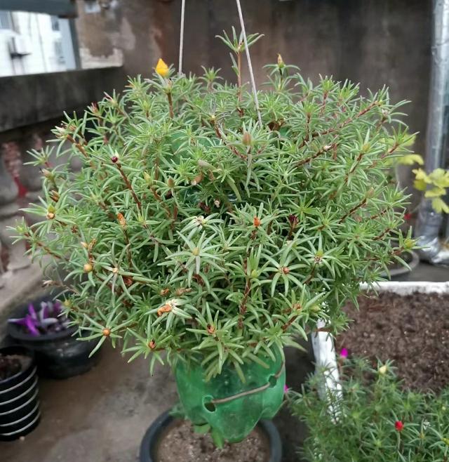 养好太阳花，只需做好一件事，绝对越养越旺，常年开花不停歇