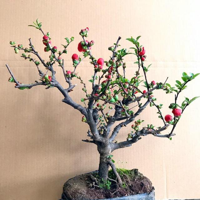 建议大家，养花就养这款海棠：我见过最美的海棠花