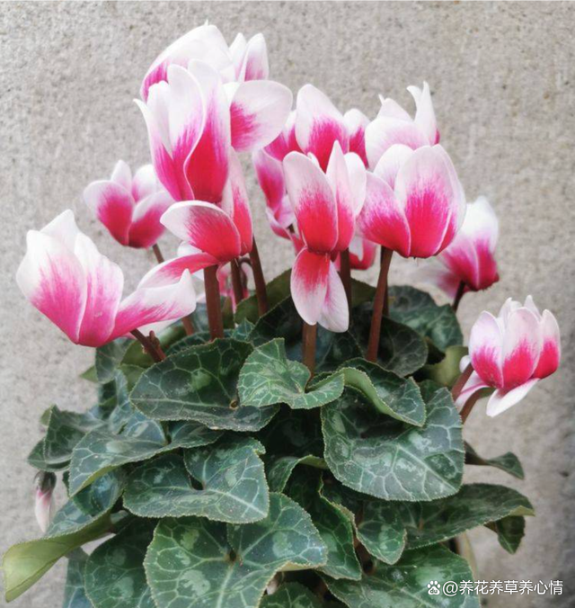 再有钱也不要养5种花，“买花一时爽，养花火葬场”，经验之谈