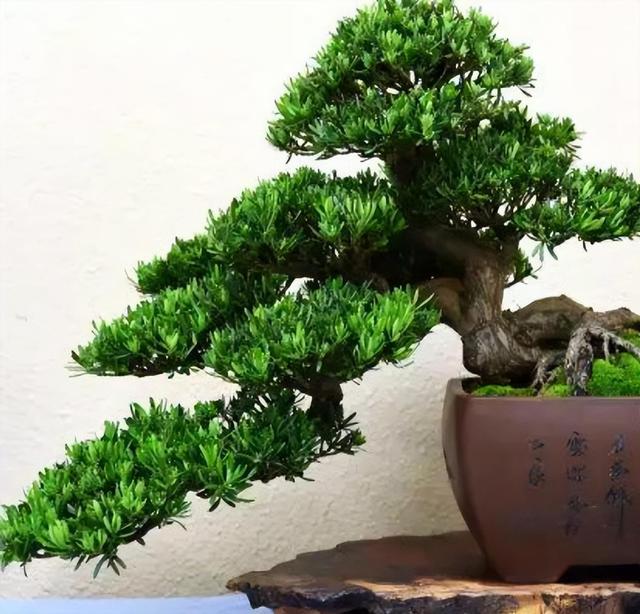家养罗汉松，世代不受穷，4个小窍门，越养越富贵