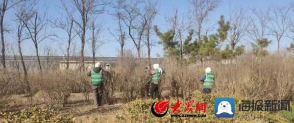 北海经济开发区：春季绿化养护忙 不负春光展新颜