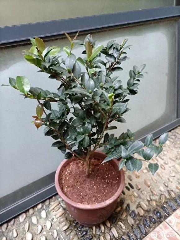 秋天养花，“5种花”抓紧换盆，长得更快更繁茂，开花多10倍