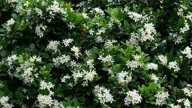 家有阳台别错过，此花比绿萝还好养，花开似海，满屋飘香