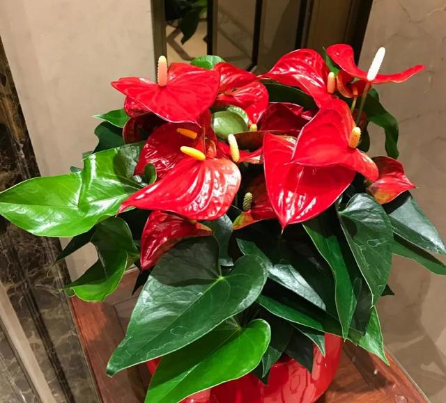 别再被骗了，这4种花根本不适合夏天养，都是商家的套路
