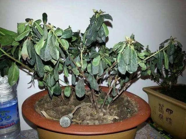 养花种草时，常出现这3种情况，说明真不适合养花，请及时止损