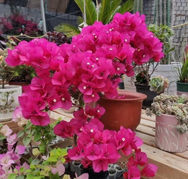 花市探寻：7种花爱不释手，品养千纸鹤，错过唏嘘难挽回
