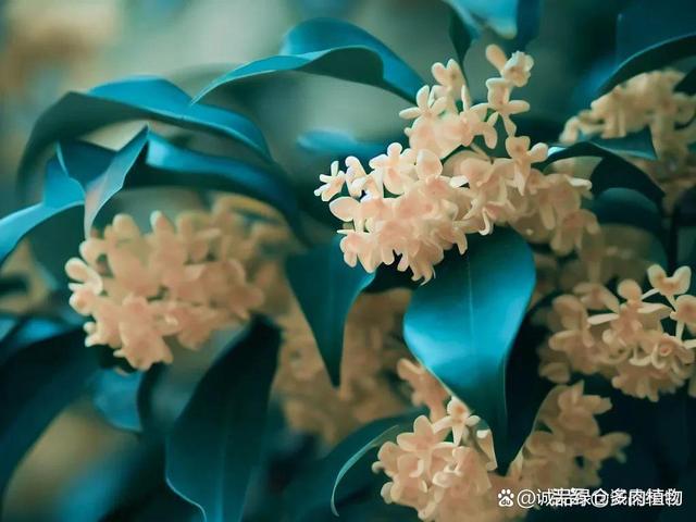 桂花养护大全：你必须知道的施肥时间和方法