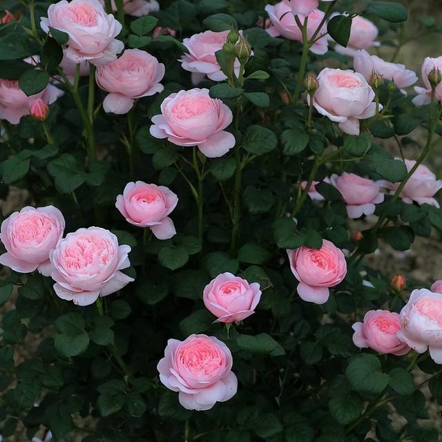 月季花界的“女神”—瑞典女王，又美又仙，四季花开，值得拥有