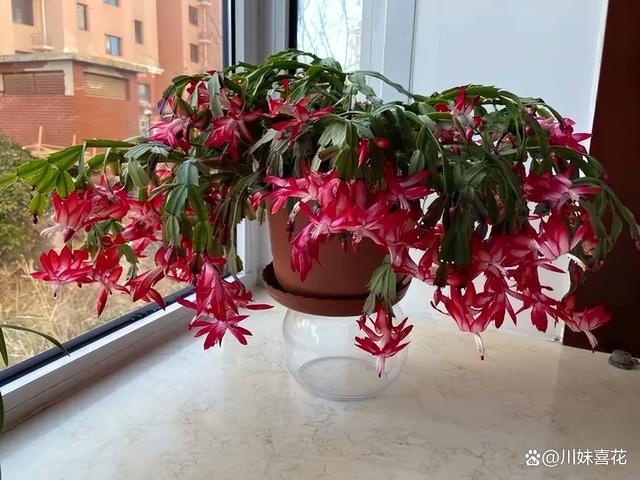 不喜欢富养的5种花，小盆种挤一挤，开花一茬接一茬