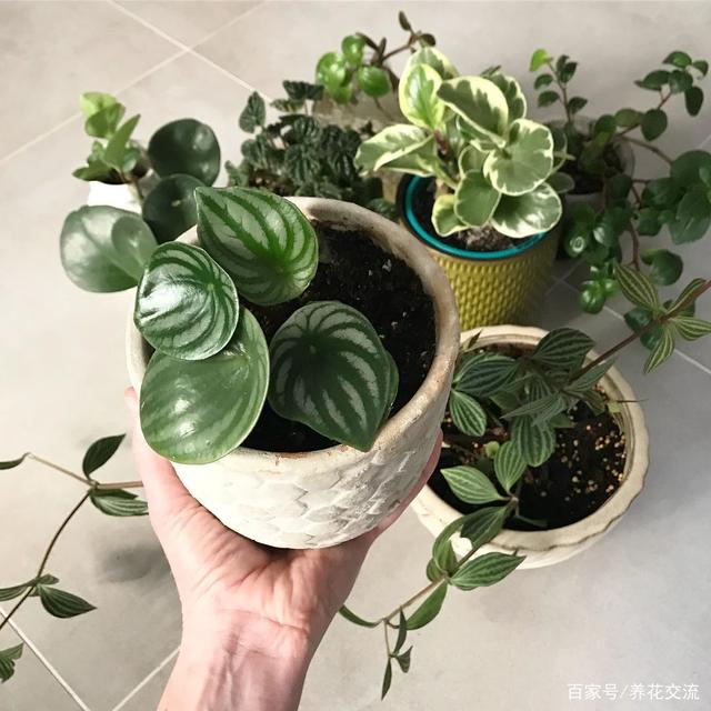 养花七大技巧，真正去提升养花技术，不能靠嘴说，你能做到吗？