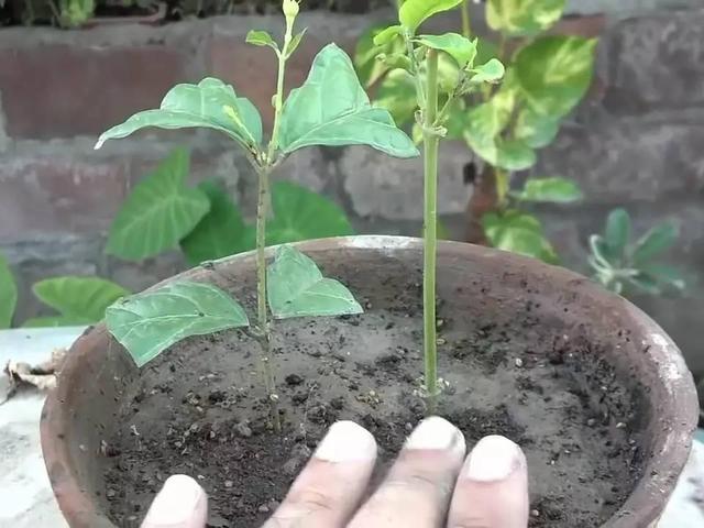 6、7月里，可以“扦插”这4种植物，天气越热，生根越快