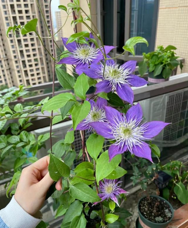 4种花就是“大胃王”，“猛吃”才能撒欢长，适合虐着养