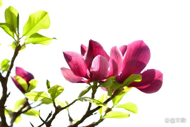 春暖花开，到植物园赏花去