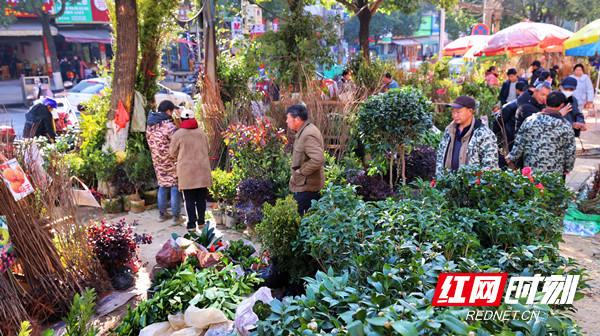 隆回：不负春光植树忙