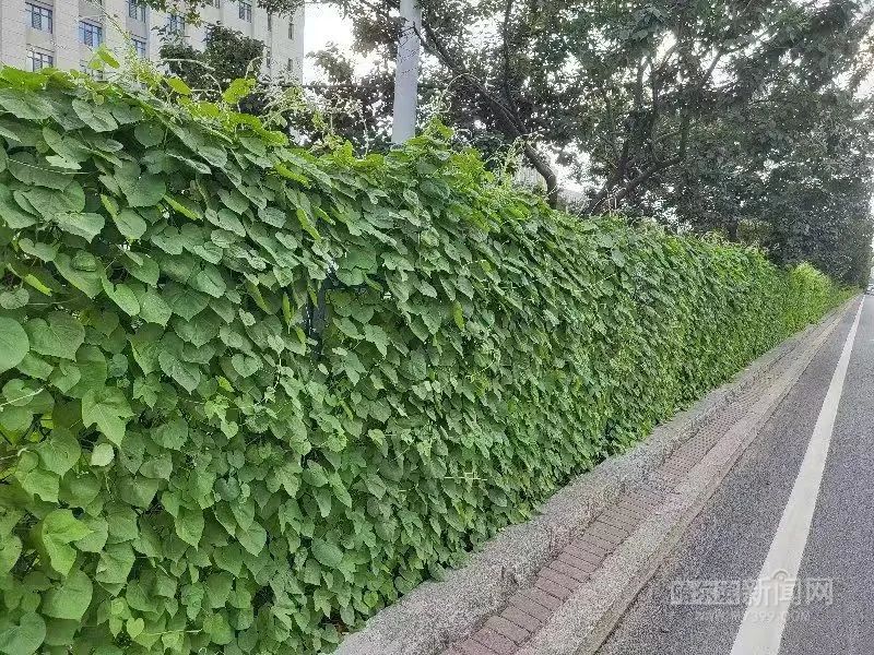 建筑披“彩衣” 城市添“新绿”