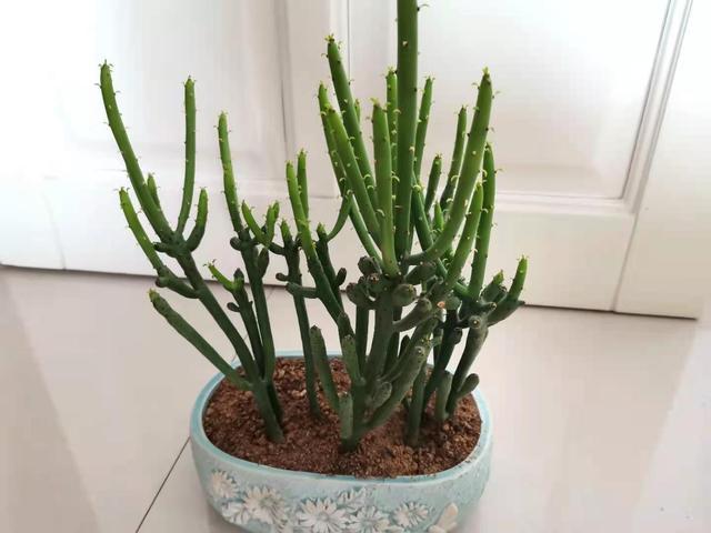 6种带“毒”的花，家里经常养，但越漂亮毒性越大，得小心点
