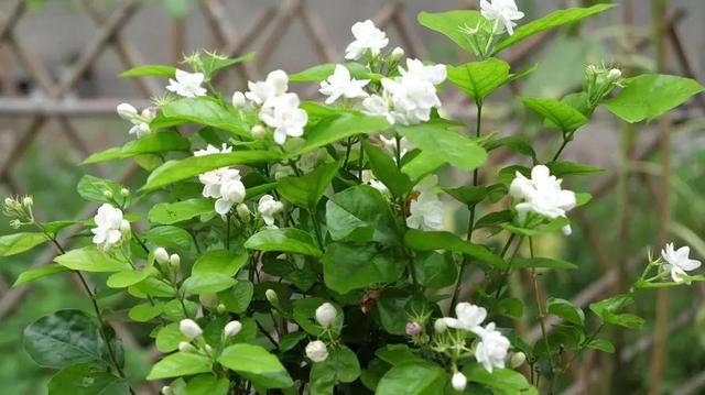 这样养花真省钱，“5种花”剪个枝，插盆里，养出多盆，旺盛漂亮