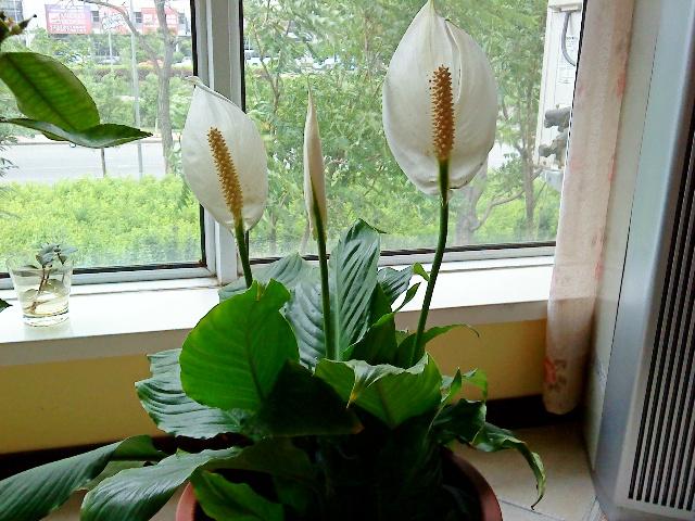 室内养花，5种花不能养，2种花要常养，是过来人的经验，要牢记