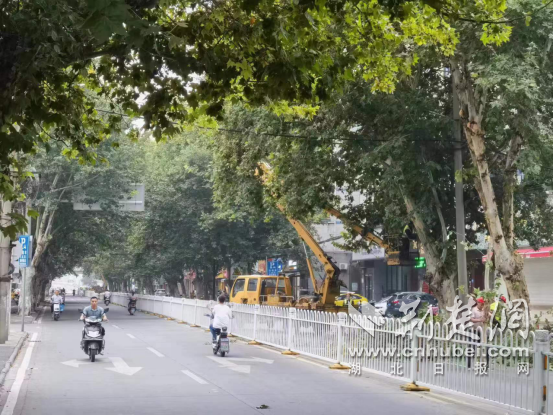 襄阳市夏季法桐修剪拉开序幕 提升城市道路绿化“颜值”