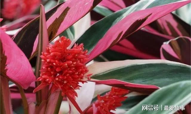 观赏竹芋大家族里，七彩竹芋常被用作绿化，叶子多彩，值得养一盆