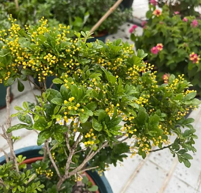 这种花“烟瘾”大，土壤中撒点烟灰，只见花朵不见叶
