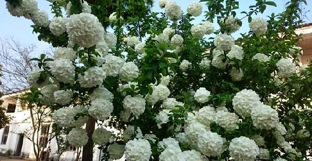 院子里栽木绣球，花球如雪，花开似海，一起来看看