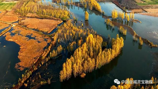 灵宝：黄河湿地风景如画