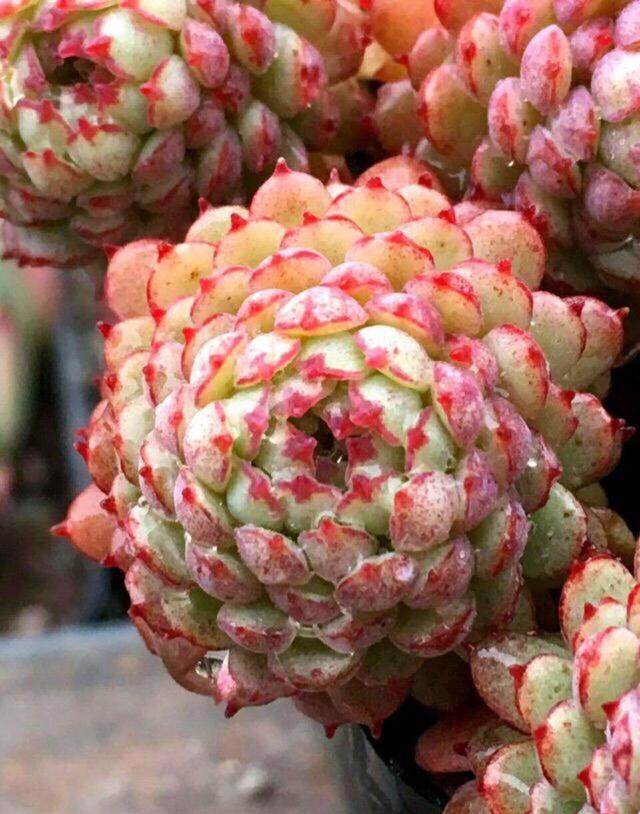 温度高，8种花再旱也“不能喷水”，不是唬人，都是花钱买的教训