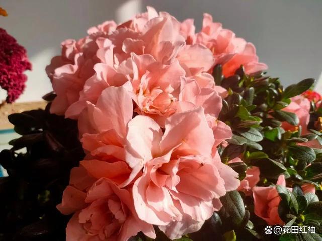 夏天杜鹃有“3喜”，快学起来，避免黄叶干尖、掉叶子