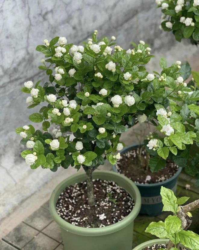 5种“喜水花”，一天一瓢水，立马绿油油，偷懒“死的快”