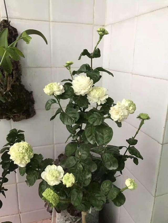 此花颜值出众，芬芳馥郁，花期长，可盆栽，养花首选