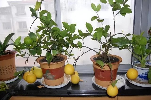 盆栽柠檬这样养，开花似香水，挂果多