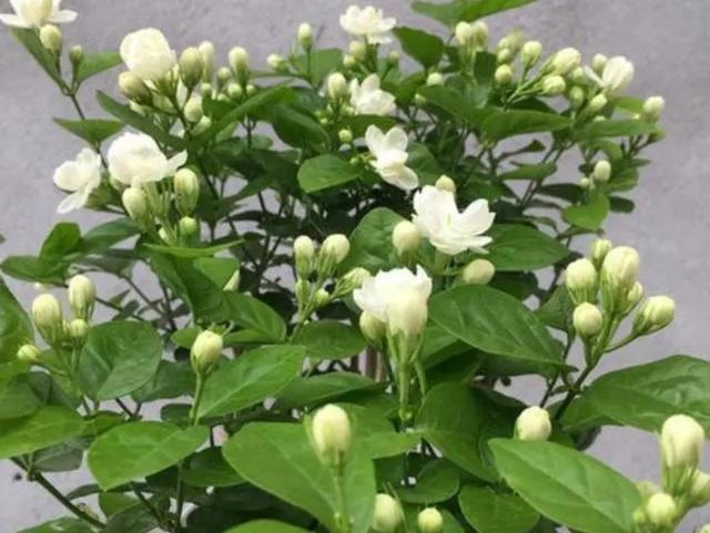 养3种花，秋天再剪一次，长出新枝就开花