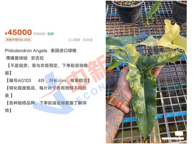 绿植中的“爱马仕”：一片叶子上万，买它的人在想什么？