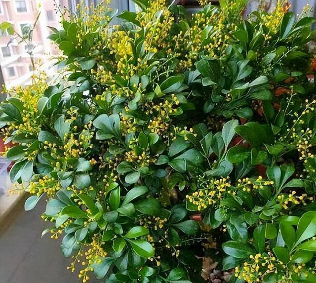 养盆米兰花，开完一茬又一茬，花瓣金黄色，四季都能开花