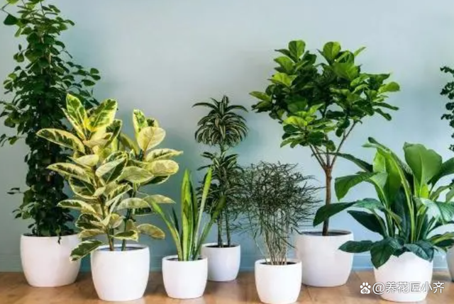 冬天6种“夺命水”，浇错1盆都不行，到时后悔都晚了