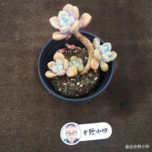 分享精品多肉，群生的小老桩，一起看看吧
