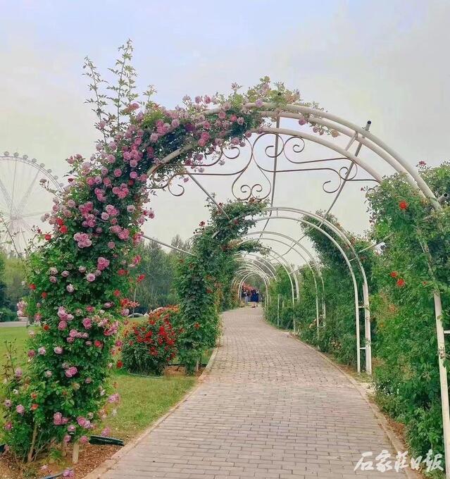 风吹花动，芬芳满园！石家庄市植物园20万余株近百种月季花竞相开放